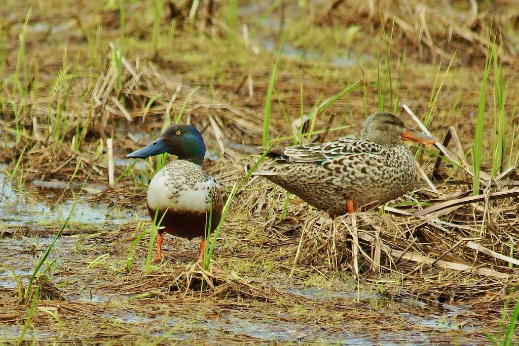 Northern Shovelers by chumlee10 is licensed under CC BY-SA 2.0.